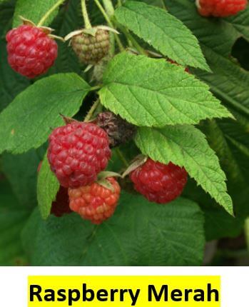 Obat Herbal Untuk Kehamilan raspberry