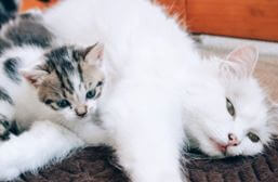 Read more about the article Bahaya Kucing Bagi Ibu Hamil, Lebih Waspada ya Bunda