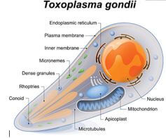 penyembuhan toxoplasma